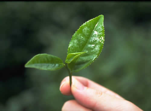 竹叶芯茶的功效与作用 竹叶芯茶的副作用