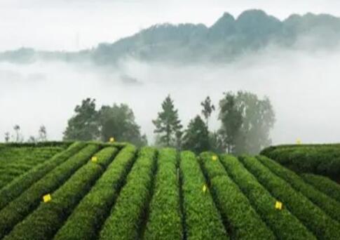 四川茶叶种植有哪些优势