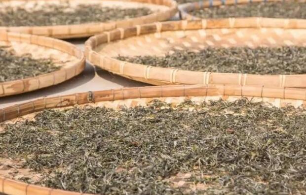 普洱生茶与熟茶在口感山的主要区别